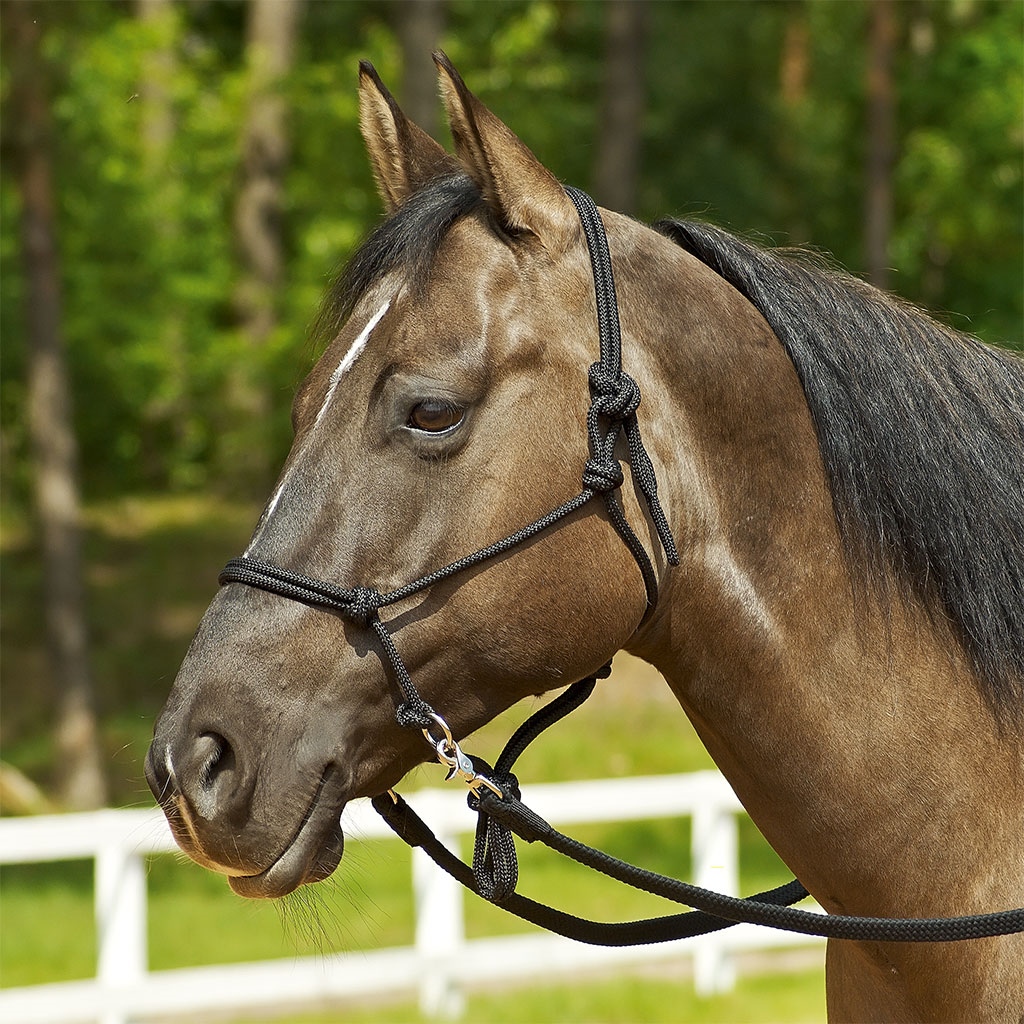 Busse Knotenhalfter mit Ringen